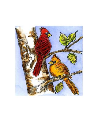 Cardinal Birch Tree - CC11093