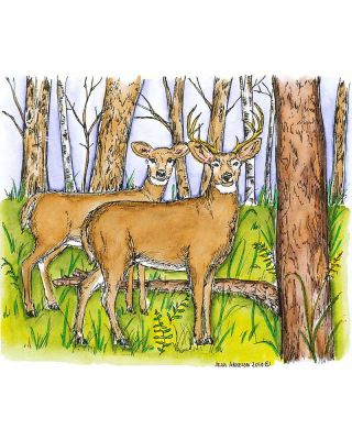 Deer Pair In Wooded Forest - P7355