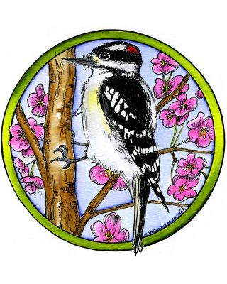 Downy Woodpecker on Branch - PP10196