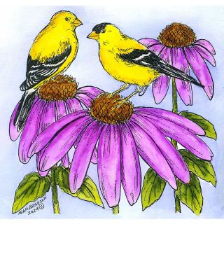 Goldfinch Pair and Coneflowers - PP11528