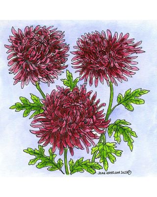 Large Chrysanthemum - PP11280