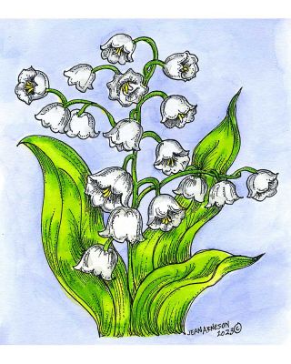 Large Lily of the Valley - PP11260