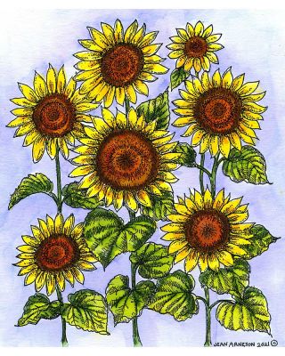 Majestic Sunflowers - P10994