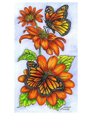 Mexican Sunflowers and Monarchs - NN11114