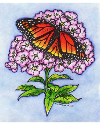 Monarch on Phlox Blossom - P9935