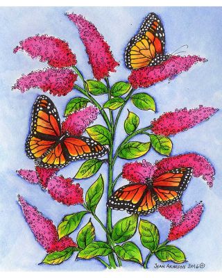 Monarchs on Butterfly Bush - P9932