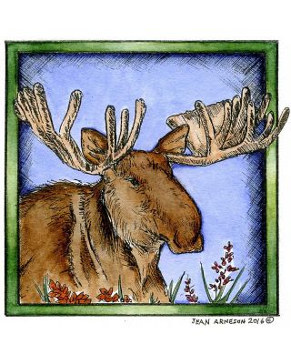 Moose in Square Frame - PP9978