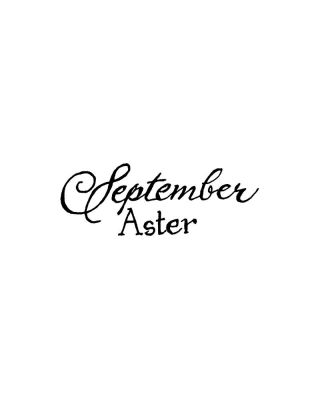 September Aster - BB11271