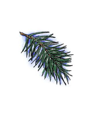 Single Spruce Bough - CC7150