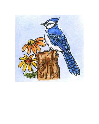 Small Blue Jay - CC11524