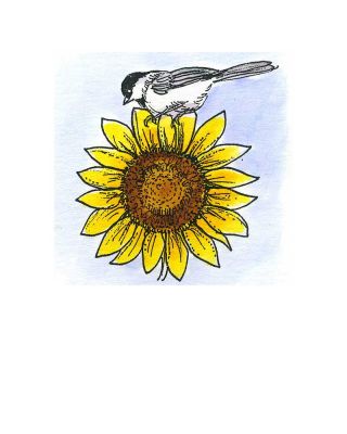 Small Chickadee and Sunflower - C11538