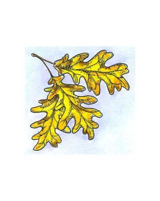 Small Oak Leaf Cluster - CC11344
