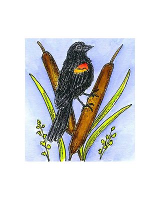 Small Red Winged Black Bird - CC11092