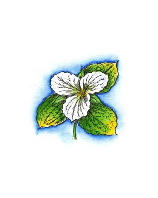 Small Trillium Blossom - B8011