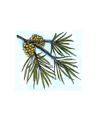 Small White Pine With Cones - B9818