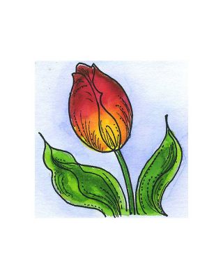 Tulip - B11442