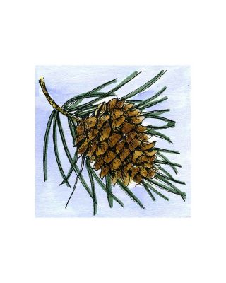 White Pine Cone - C10858